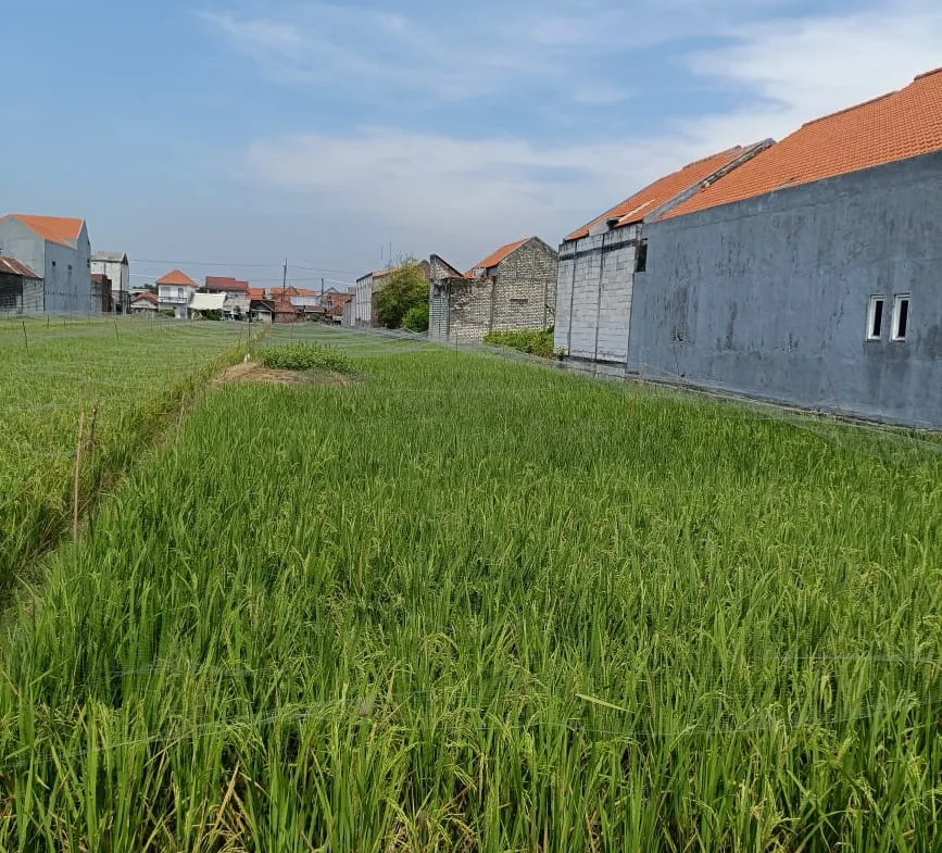 Jual Tanah di CEMANDI SEDATI Sedati Sidoarjo Jawa Timur - Tanahdi cemandi-sedati - ASA INDONESIA 085235111122 - BRIGHTON REAL ESTATE